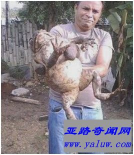 世界上最大的蛙——喀麦隆巨蛙