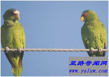 亚马逊鹦鹉