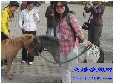 世界上最小的马种——法拉贝拉