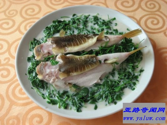 世界最毒的美味食物-河豚