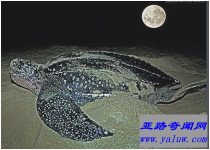 世界上最大的龟——棱皮龟