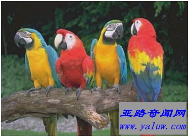 金刚鹦鹉