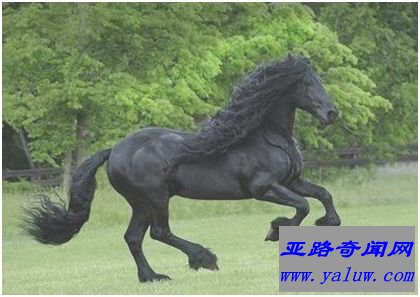 世界最帅长发马——“腓特烈二世”