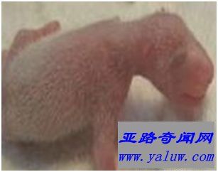 大熊猫“51克”