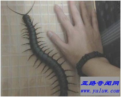 加拉帕格斯巨人蜈蚣