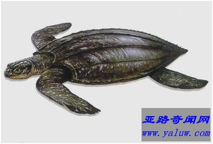 世界上最大的龟——棱皮龟