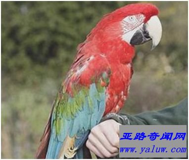 金刚鹦鹉