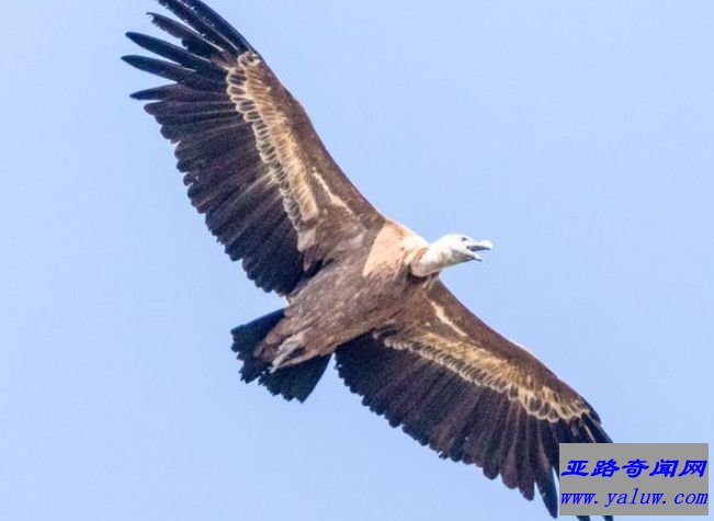世界上飞的最高的鸟 黑白兀鹫可以在一万一千米高空自由飞翔