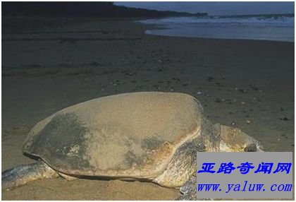 世界上最大的龟——棱皮龟