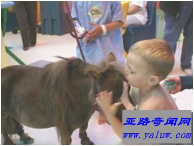 世界上最小的马——Thumbelina