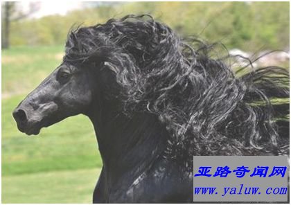 世界最帅长发马——“腓特烈二世”