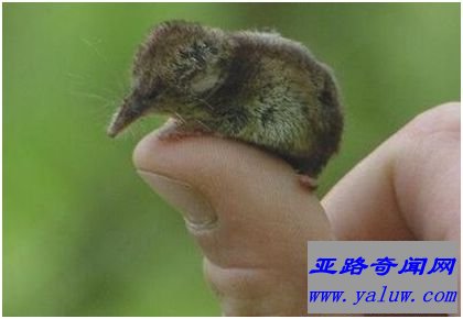 世界上最小的哺乳动物——鼩鼱