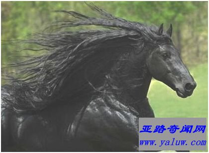 世界最帅长发马——“腓特烈二世”