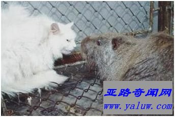 西安秦岭野生动物园的海狸鼠