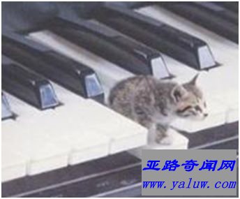 世界上最小的猫——希德
