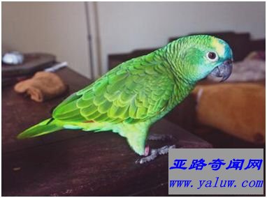 亚马逊鹦鹉