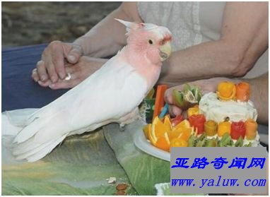 米切氏凤头鹦鹉饼干