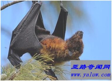 世界上最大的蝙蝠——马来大狐蝠