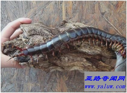 加拉帕格斯巨人蜈蚣