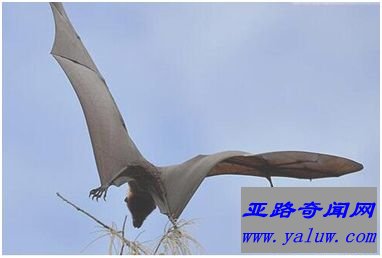 世界上最大的蝙蝠——马来大狐蝠