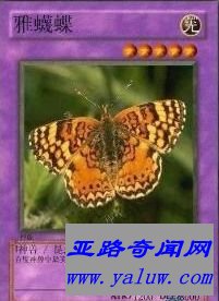 中国网络十大神兽之一雅灭蝶 中国网络十大神兽之一雅灭蝶