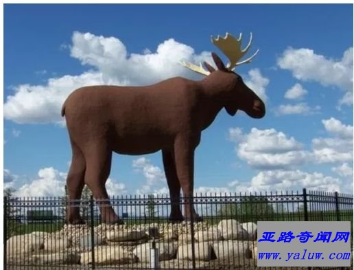 MAC的驼鹿，萨斯喀彻温省