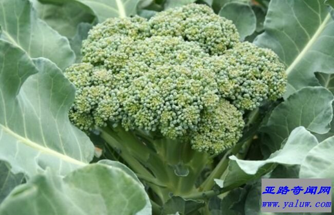 西兰花