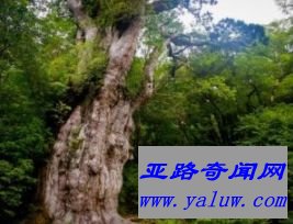 绳文杉