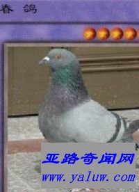 中国网络十大神兽之一春鸽 中国网络十大神兽之一春鸽