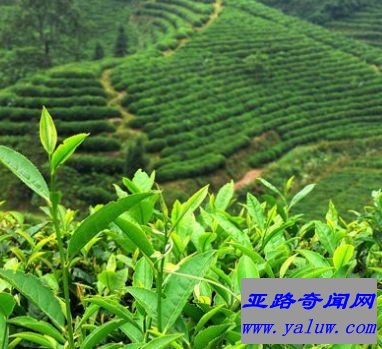 四大名茶之一安溪铁观音 