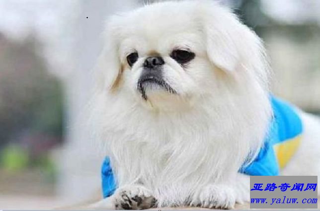 京巴犬