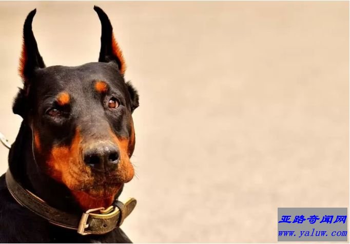 世界十大最容易训练的狗品种：杜宾犬