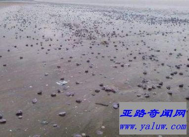 消失的海