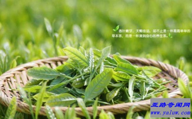 白茶