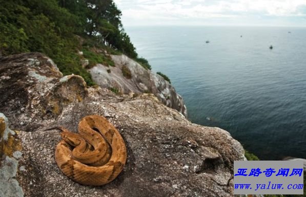 巴西的伊尔哈德奎玛达大