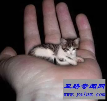 棕榈猫