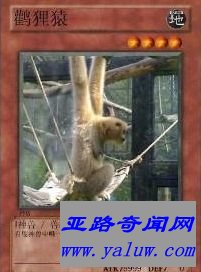 中国网络十大神兽之一鹳狸猿 中国网络十大神兽之一鹳狸猿