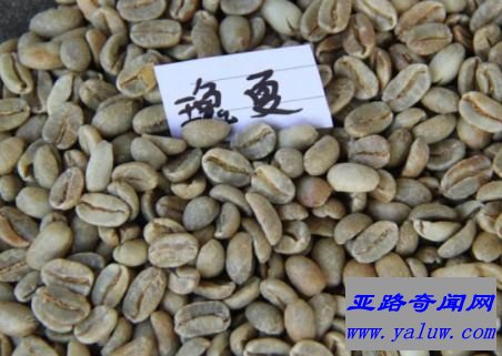 瑰夏咖啡(每500克100美元)