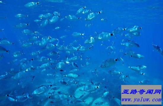 海洋生物学
