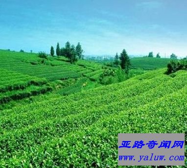 四大名茶之一西湖龙井 