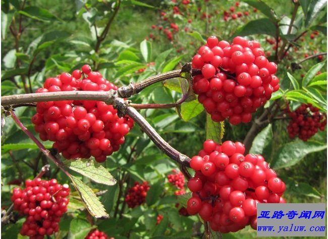 接骨木果