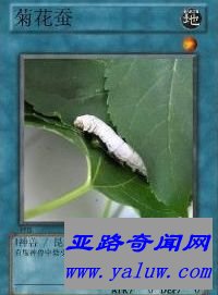 中国网络十大神兽之一菊花蚕 中国网络十大神兽之一菊花蚕