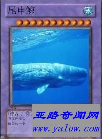 中国网络十大神兽之一尾身鲸 中国网络十大神兽之一尾身鲸