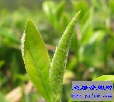 四大名茶之一洞庭碧螺春 