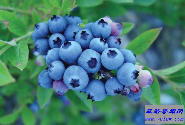 野生蓝莓
