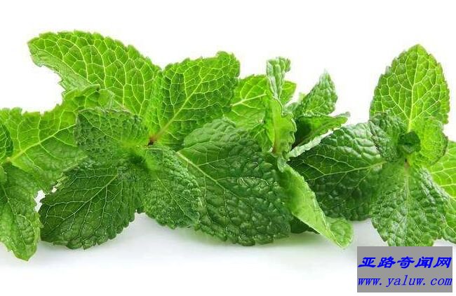 薄荷
