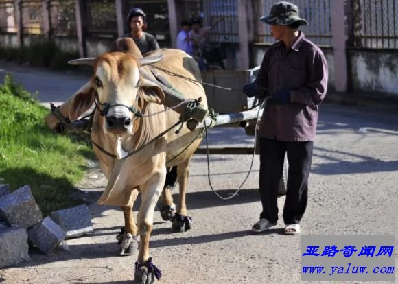 越南
