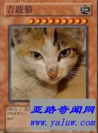 中国网络十大神兽之一吉跋猫 中国网络十大神兽之一吉跋猫