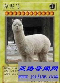 中国网络十大神兽之一草泥马 中国网络十大神兽之一草泥马