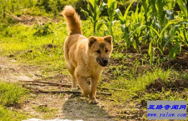 中华田园犬
